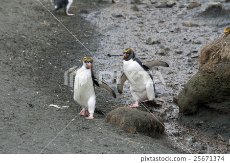 Royal penguins (Eudyptes schlegeli). Royal penguins (Eudyptes schlegeli). 25671374