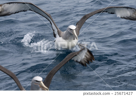Salvin's albatross (Thalassarche salvini). 25671427
