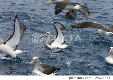 Salvin's albatross (Thalassarche salvini) 25671431
