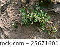 small flower grows on wall 25671601