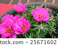 Pink Purslane flower, succulent 25671602