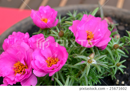 Pink Purslane flower, succulent 25671602