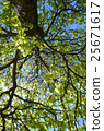 tree canopy in strong sunlight with blue sky 25671617