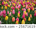 colorful tulips in rain 25671619