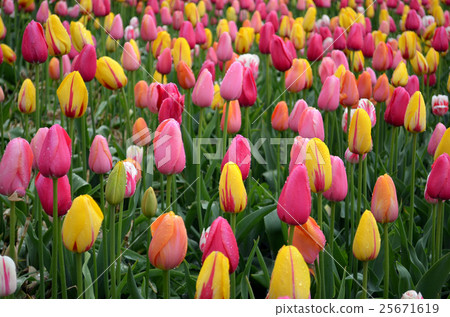 colorful tulips in rain colorful tulips in rain 25671619