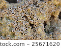 barnacles on rock 25671620