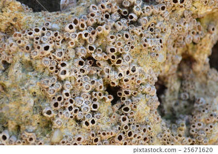 barnacles on rock barnacles on rock 25671620