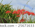 Higanki flowers and rice fields 25671633