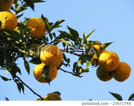 Yuzu with citrus fruits and branches with fruit Yuzu with citrus fruits and branches with fruit 25671748