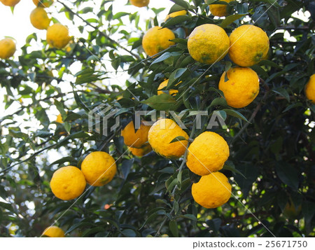 Yuzu with citrus fruits and branches with fruit Yuzu with citrus fruits and branches with fruit 25671750