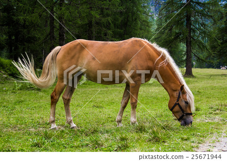 Haflinger horse 25671944