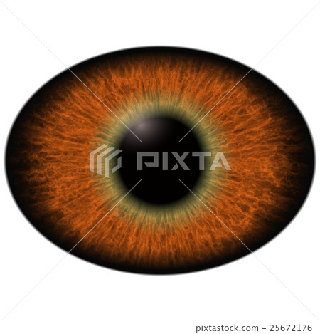 Lizard eye.  Isolated brown elliptic eye. Big eye  25672176