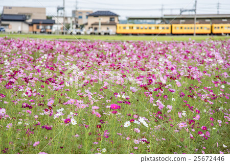 Yellow train of Sanjiangi-kaido Hokuto Line passing past the cosmos field Yellow train of Sanjiangi-kaido Hokuto Line passing past the cosmos field 25672446