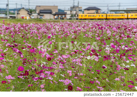 三江 -  kaido Hokuto線黃色火車通過波斯菊領域 25672447