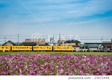 三江 -  kaido Hokuto線黃色火車通過波斯菊領域 25672448