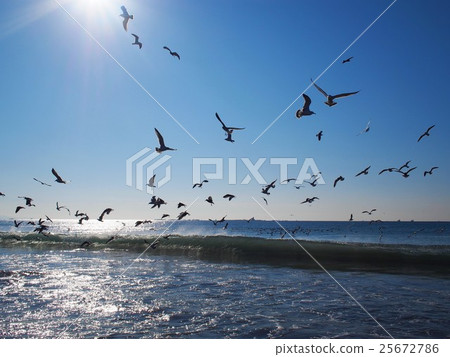 海鷗成群結隊地飛向海岸線 海鷗成群結隊地飛向海岸線 25672786
