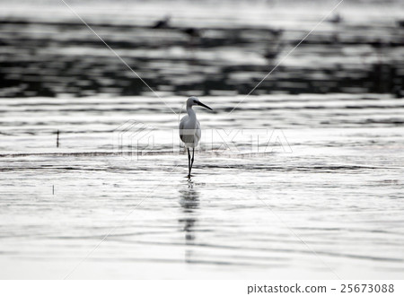 覓食中的白鷺鷥 覓食中的白鷺鷥 25673088