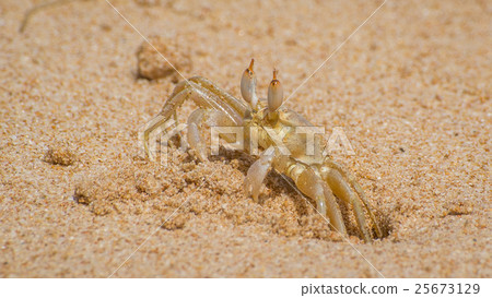 Crab on the coast of Sri Lanka. 25673129