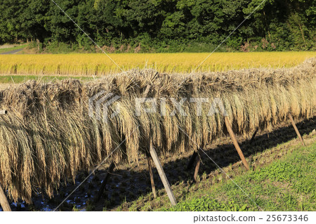 Landscape landscape 25673346