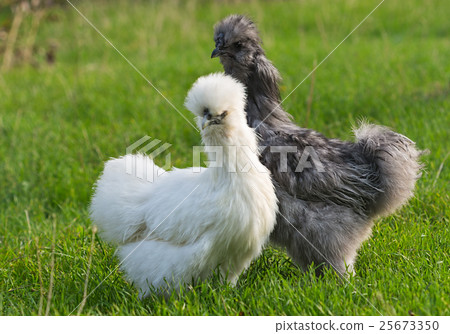 pair of silkie chicken on a blurred green 25673350