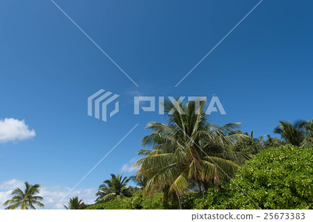 Palm tree Tropical country 25673383