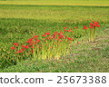 Higanki flowers and rice fields 25673388