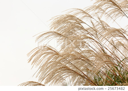 Masochistri 25673482