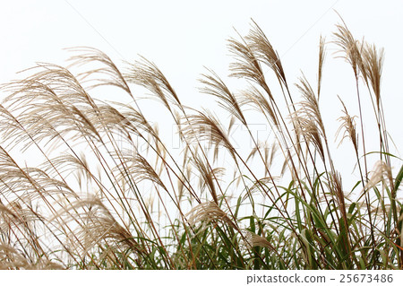 Masochistri 25673486