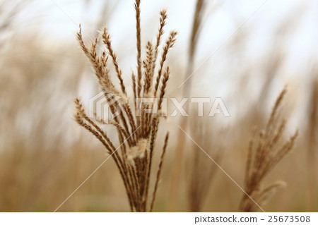 Masochistri 25673508