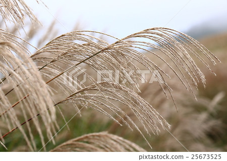 Masochistri 25673525