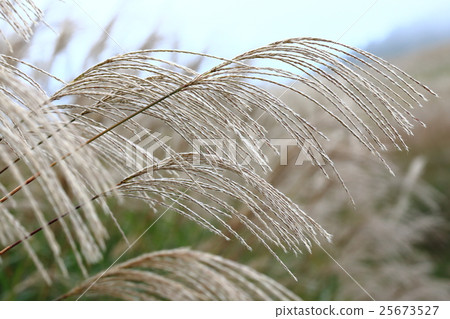 Masochistri 25673527