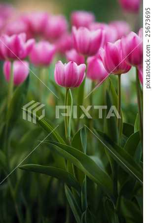 Pink Tulips 25673695