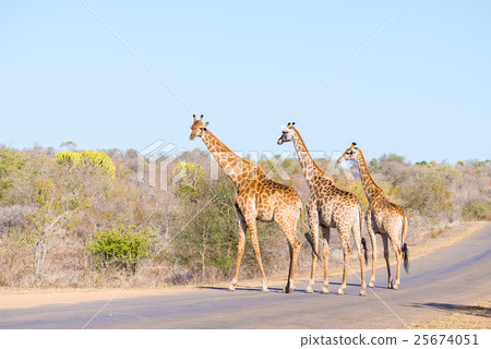 Family of three Giraffes crossing the road 25674051