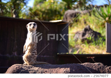 meerkat meerkat 25674077
