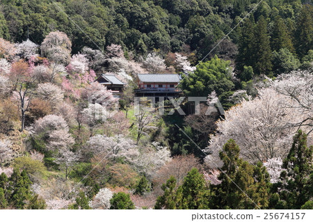 Cherry Blossoms	 25674157