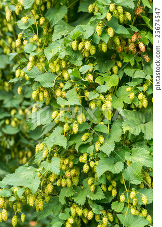 Beer's raw hop 25674547