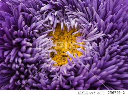 purple aster close-up 25674642