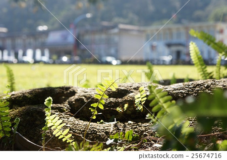小草風景 小草風景 25674716