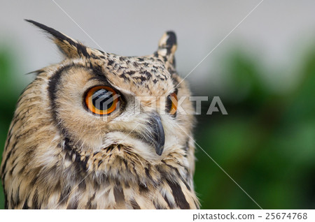 Owl's face Owl's face 25674768