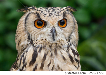 Owl's face Owl's face 25674772