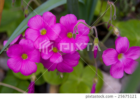 Hanakababi Hanakababi 25675121