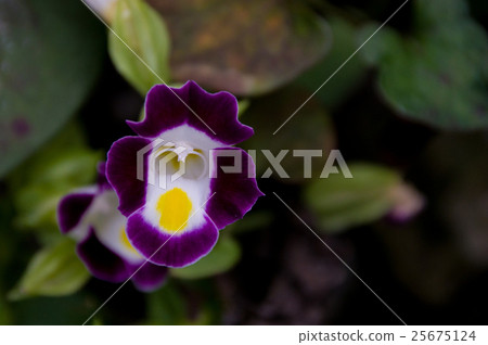 Purple Torenia Purple Torenia 25675124