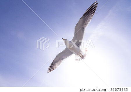 一隻海鷗的飛行 25675585