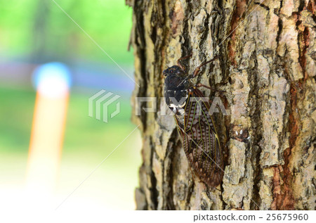 Semi (image) 25675960