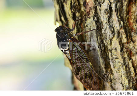 Semi (image) Semi (image) 25675961