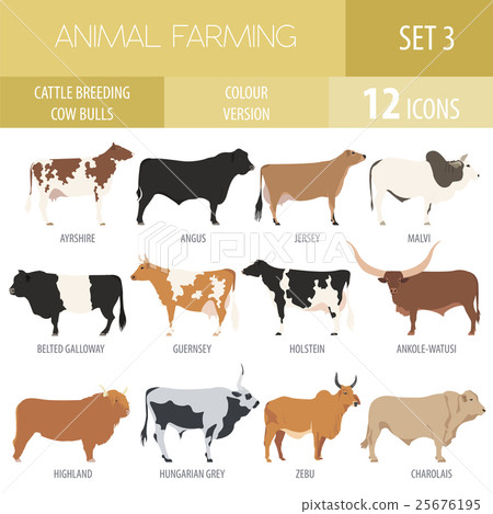 Cattle breeding. Cow, bulls breed icon set 25676195