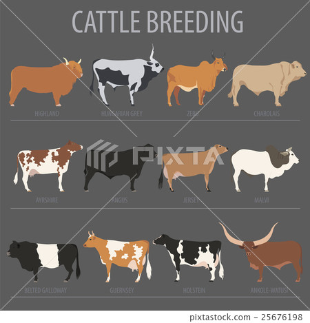 Cattle breeding. Cow, bulls breed icon set 25676198