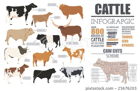Cattle breeding infographic template. Flat design 25676203
