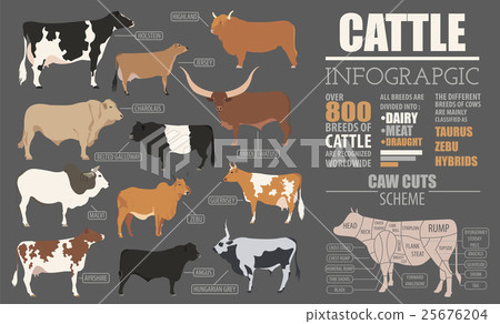 Cattle breeding infographic template. Flat design 25676204