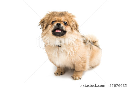 Pekingese 25676685